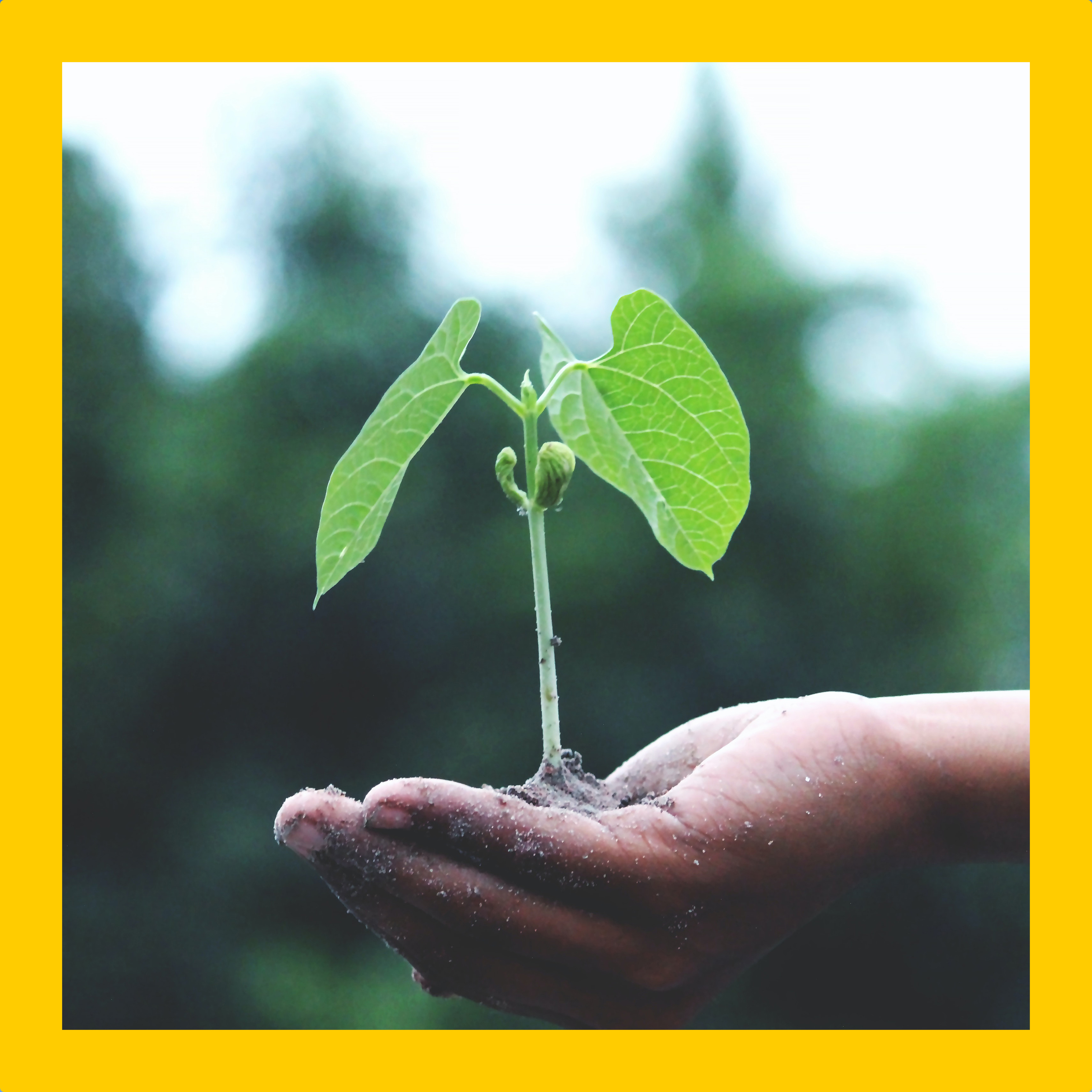 No trees are cut during the expansion of the factory, or
                  during any process of procuring the materials.